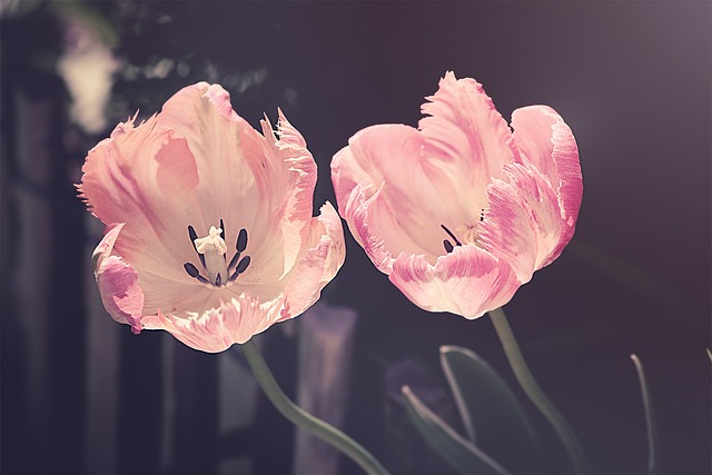 郁金香 花园 园林花卉 - 上的免费照片