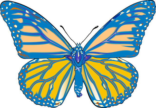 蝴蝶 绘图 图形 - 上的免费图片