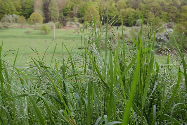 草 草地 绿色 - 上的免费照片