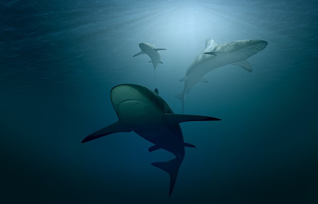 鲨鱼 海 海洋 - 上的免费照片