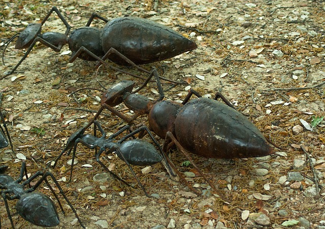 蚂蚁 昆虫 铁工 - 上的免费照片