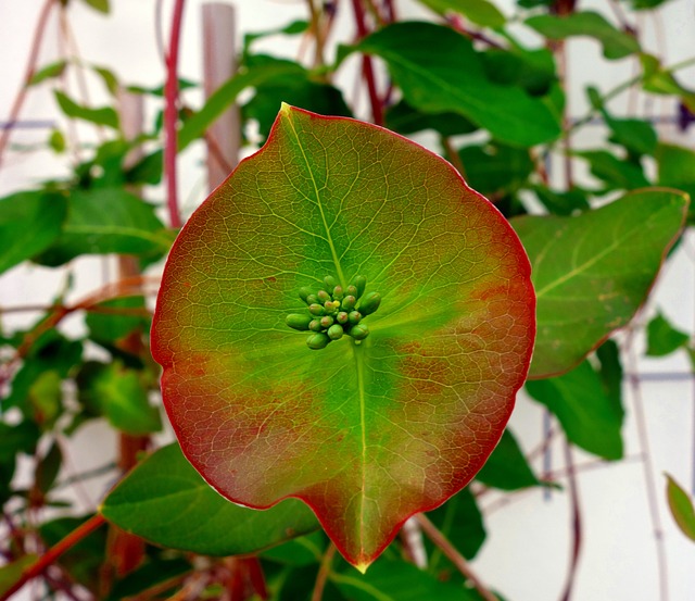 金银花 Honeysuckle 登山者植物 - 上的免费照片