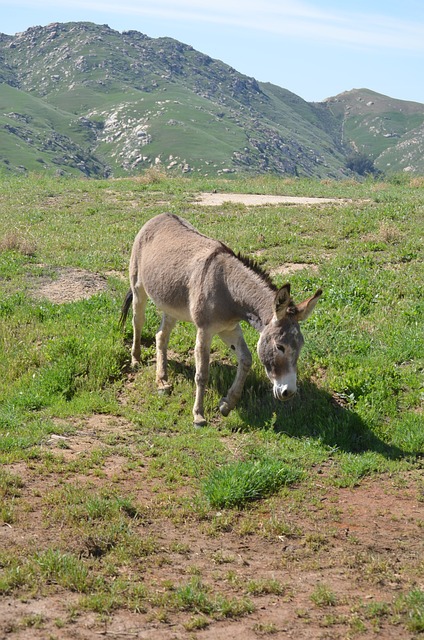 野驴 加利福尼亚州 多山 - 上的免费照片