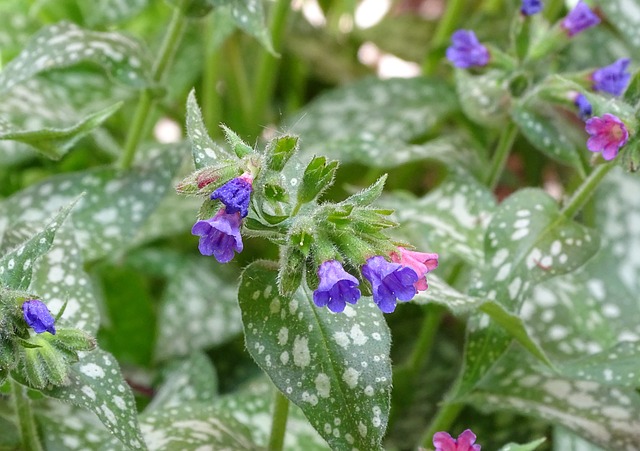 Lungwort 发现疗肺草 阴凉处的兼容 - 上的免费照片