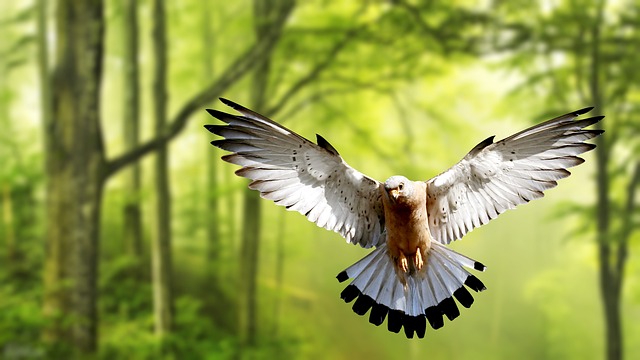 墙纸 鸟 自然 - 上的免费照片
