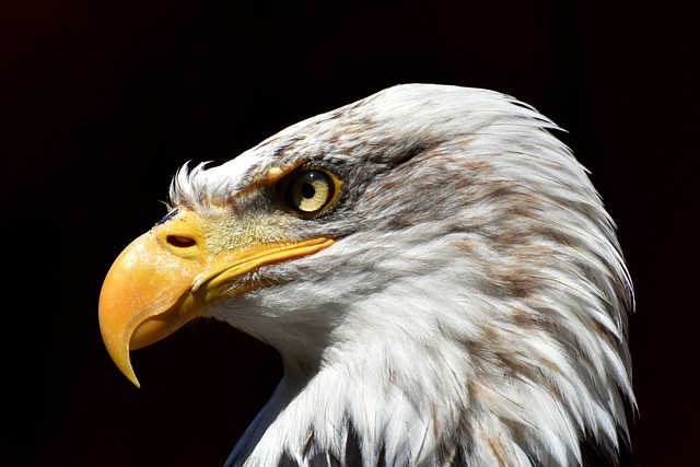 鹰 白头鹰 鸟 - 上的免费照片