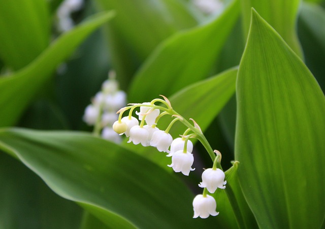 山谷的百合花 春暖花开 春天 - 上的免费照片