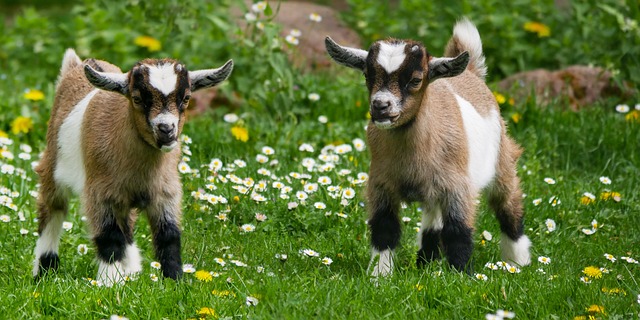 动物 家畜 山羊 - 上的免费照片