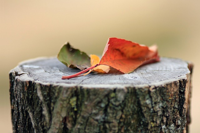 秋天 树叶 一封信 - 上的免费照片