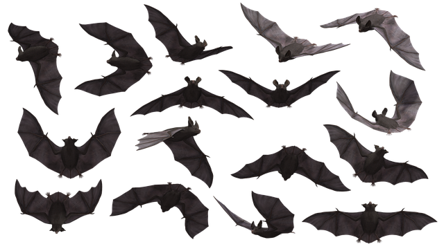 蝙蝠 飞行 哺乳动物 - 上的免费图片
