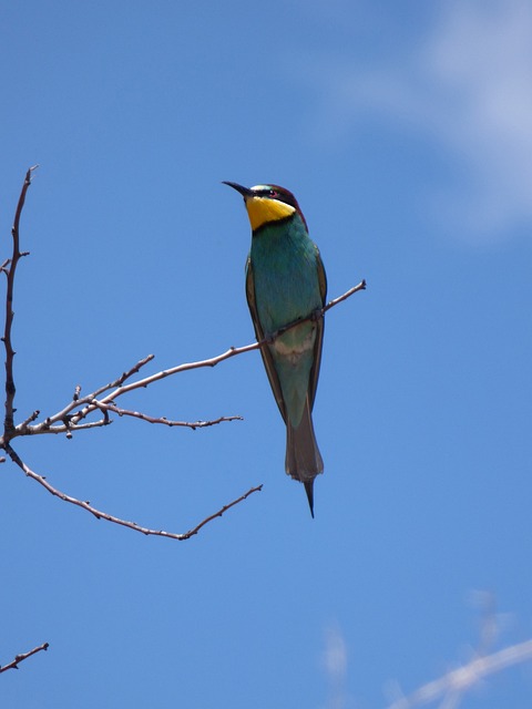 食蜂鸟 Abellerol Merops Apiaster - 上的免费照片