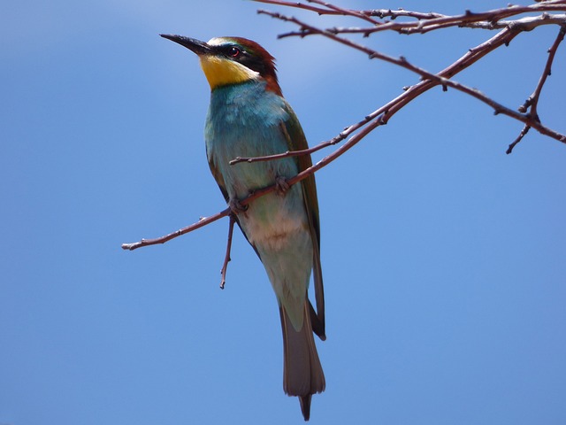 食蜂鸟 Abellerol Merops Apiaster - 上的免费照片