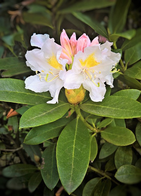 植物 白杜鹃 单花 - 上的免费照片