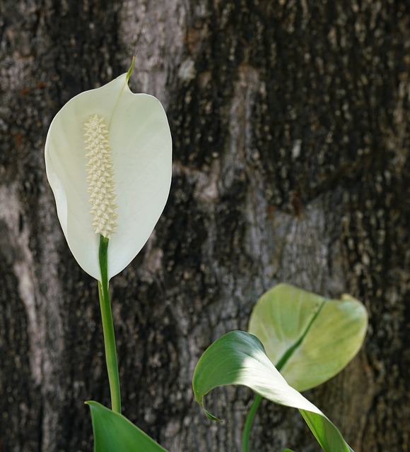 红掌 Tailflower 火烈鸟花 - 上的免费照片