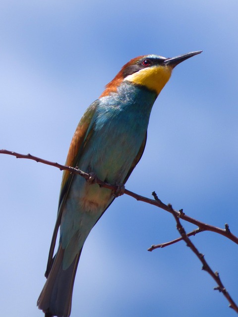 食蜂鸟 Abellerol Merops Apiaster - 上的免费照片