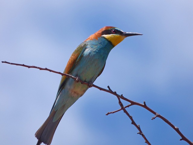 食蜂鸟 Abellerol Merops Apiaster - 上的免费照片