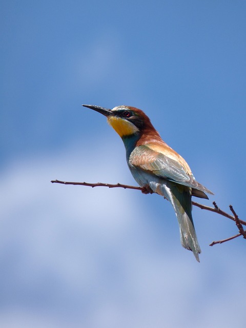 食蜂鸟 Abellerol Merops Apiaster - 上的免费照片