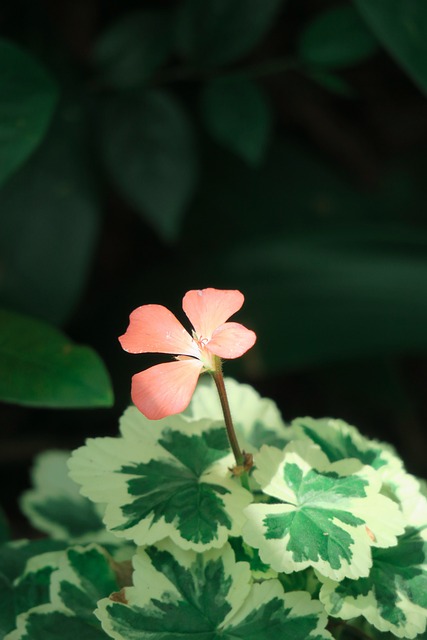 天竹葵 植物 树 - 上的免费照片