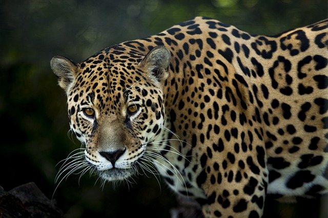 捷豹 猫科动物 捕食者 - 上的免费照片