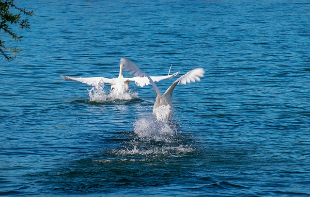 天鹅 动物 白天鹅 - 上的免费照片