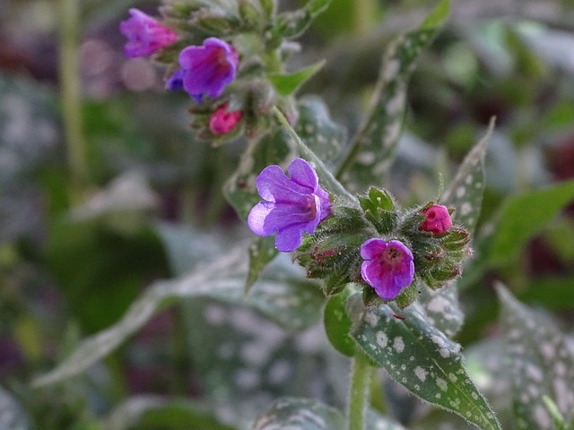 Lungwort 发现疗肺草 阴凉处的兼容 - 上的免费照片