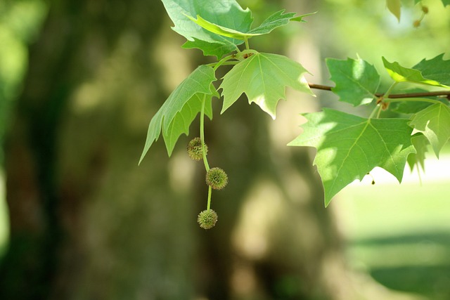 梧桐树 箱Klonolistny 水果Platana - 上的免费照片