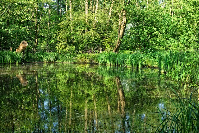 池塘 水 反射 - 上的免费照片