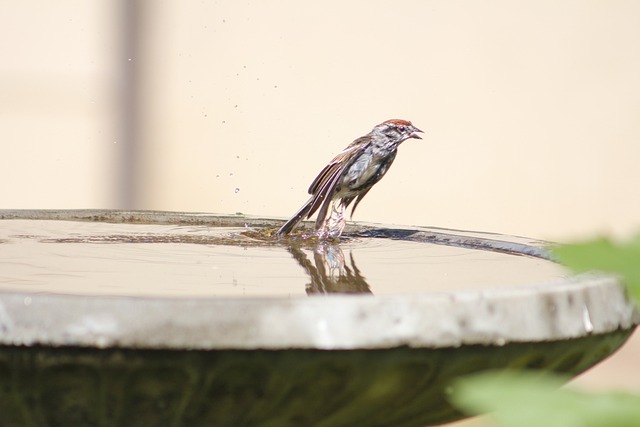 鸟 水钵 自然 - 上的免费照片