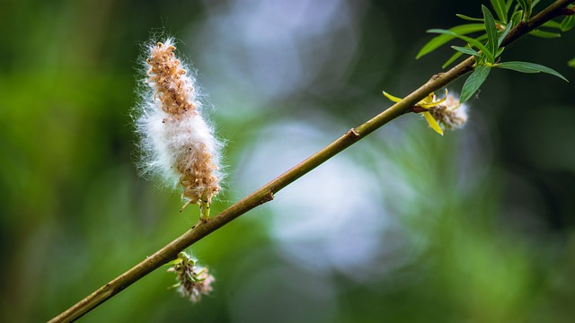 分支 花卉 散景 - 上的免费照片