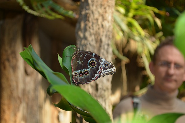 蝴蝶 植物学 动物 - 上的免费照片