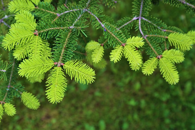 流亡 草本植物 自然 - 上的免费照片