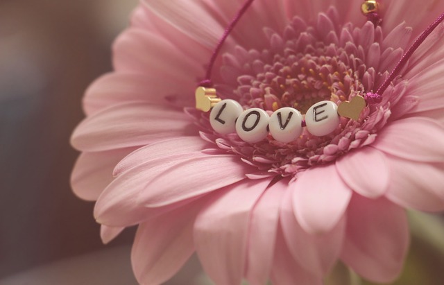 非洲菊 粉红色的花 爱 - 上的免费照片