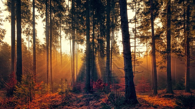 森林 多雾路段 阳光 - 上的免费照片