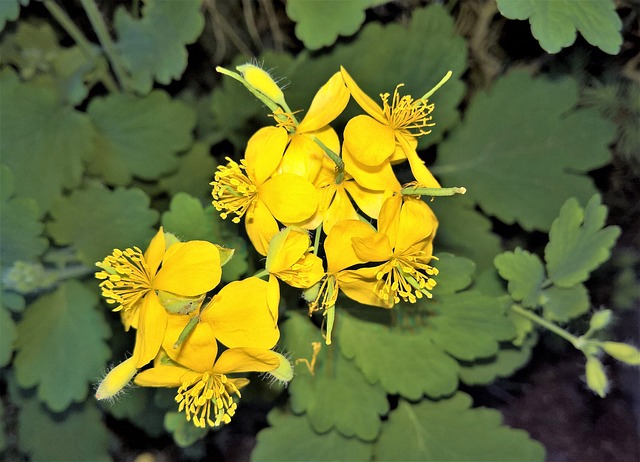 植物 更多 Celandine 黄色的花朵 - 上的免费照片