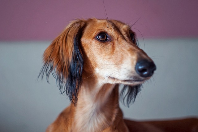 萨路基 波斯猎犬 动物 - 上的免费照片