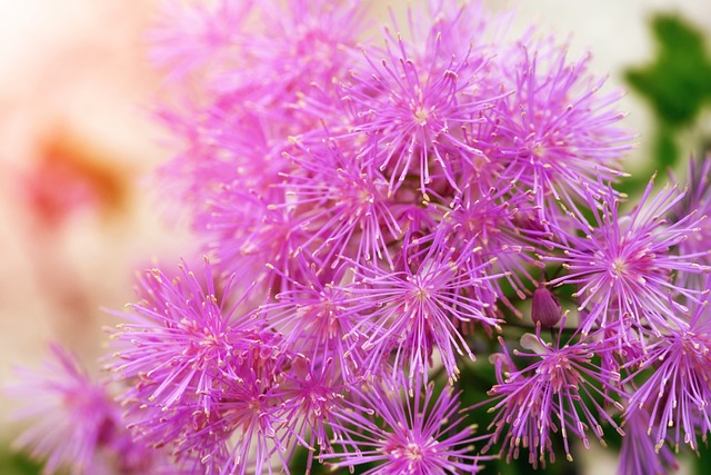 耧阔叶草地上街 阿姆斯钻石 Thalictrum - 上的免费照片