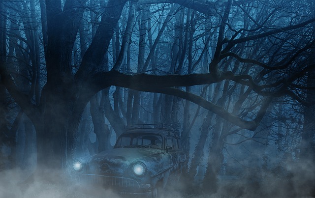 汽车 森林 多雾路段 - 上的免费照片