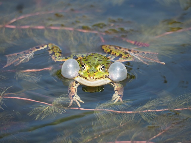 青蛙 动物 绿色 - 上的免费照片