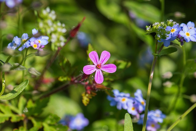 Soapwort 丁香 开花 - 上的免费照片