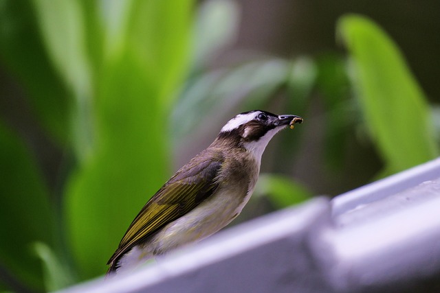 鳥 白頭翁 動物 - 上的免费照片