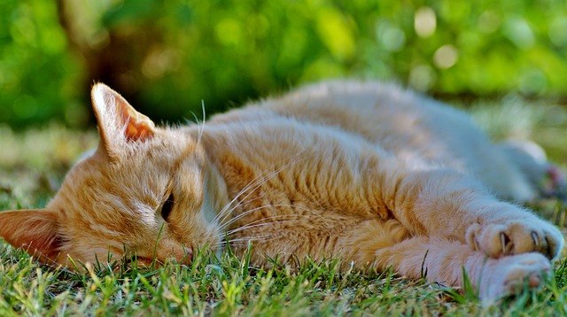 猫 生姜 疲劳的 - 上的免费照片