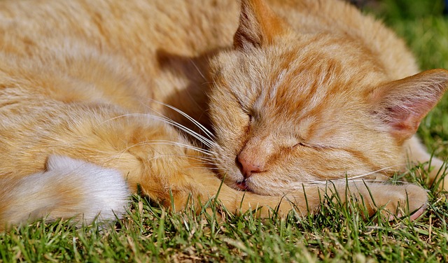 猫 在睡觉 微红 - 上的免费照片