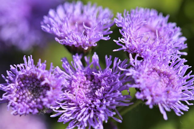 牙线花 胜Houstonianum 蓝色的 - 上的免费照片