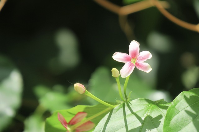 使君子 射干 花 - 上的免费照片