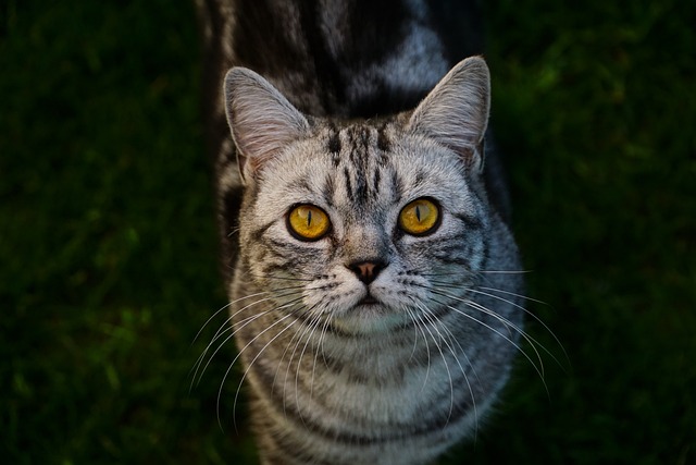 猫 英国短毛猫 家猫 - 上的免费照片