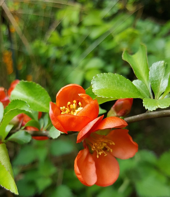 Escallonia杨梅 树花 红花 - 上的免费照片