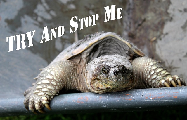 励志名言 试着阻止我 鳄龟 - 上的免费照片