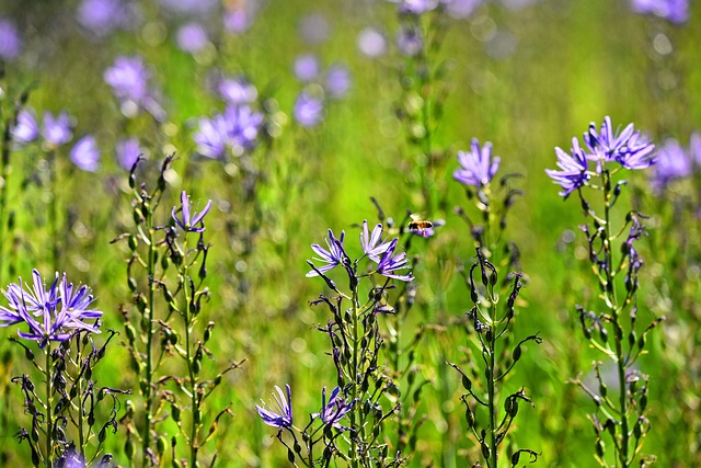 Camassia Leichtlinii 草原莉莉 伟大的卡马斯 - 上的免费照片