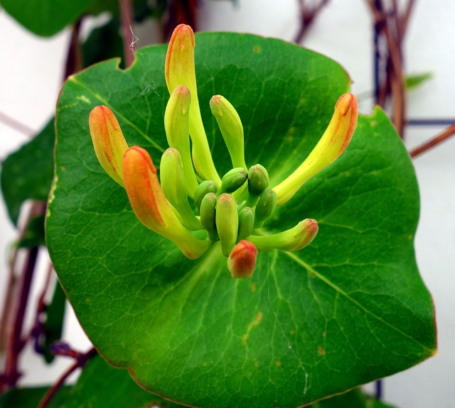 金银花 Honeysuckle 登山者植物 - 上的免费照片