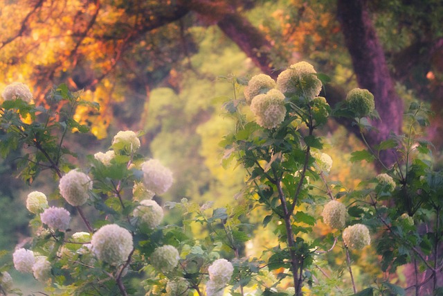 绣球花 灌木 绣球花丛 - 上的免费照片